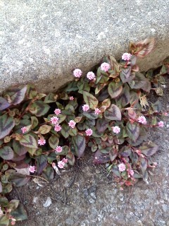 植えてはいけない花 ゆっくり生活 ｉｎ のべおか